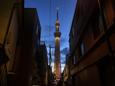 https://www.pakutaso.com/shared/img/thumb/HAW980_minkatoskytree_TP_V.jpg